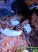 2x Königspython Piebald und Pinstripe