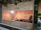 Leopardgecko mit Terrarium