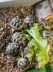 Griechische Landschildkröten NZ 2023