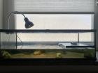 Wasserschildkröte mit Terrarium